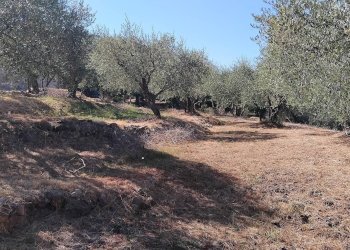 Foto 36 - Terreno agricolo san sinforiano
 
snc, San Biagio della Cima - foto 36