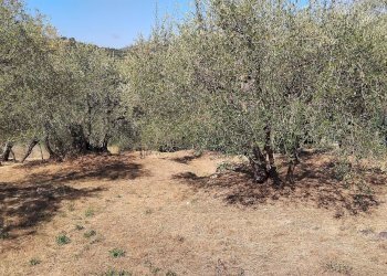 Foto 37 - Terreno agricolo san sinforiano
 
snc, San Biagio della Cima - foto 37