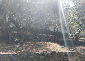 Foto 39 - Terreno agricolo san sinforiano
 
snc, San Biagio della Cima - foto 39