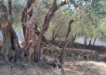 Foto 40 - Terreno agricolo san sinforiano
 
snc, San Biagio della Cima - foto 40