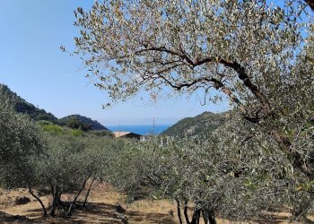 Foto 42 - Terreno agricolo san sinforiano
 
snc, San Biagio della Cima - foto 42