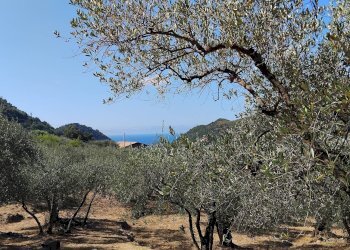 Foto 43 - Terreno agricolo san sinforiano
 
snc, San Biagio della Cima - foto 43