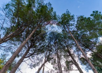 Spazio esterno - Appartamento VIA CANGIALOSI
 
125, Carini - foto 11