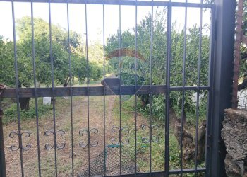 Giardino - Terreno agricolo Via Albero San Filippo
 
snc, Piedimonte Etneo - foto 4