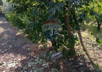 Giardino - Terreno agricolo Via Albero San Filippo
 
snc, Piedimonte Etneo - foto 8