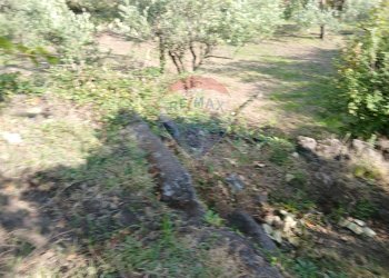 Giardino - Terreno agricolo Via Albero San Filippo
 
snc, Piedimonte Etneo - foto 11