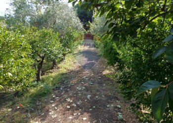 Giardino - Terreno agricolo Via Albero San Filippo
 
snc, Piedimonte Etneo - foto 12