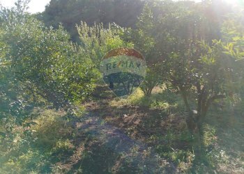Non correlato - Terreno agricolo Via Albero San Filippo
 
snc, Piedimonte Etneo - foto 13