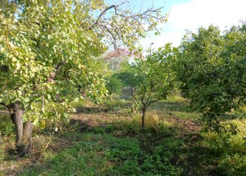 Giardino - Terreno agricolo Via Albero San Filippo
 
snc, Piedimonte Etneo - foto 14