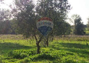 Giardino - Casa indipendente Aprilia - foto 14