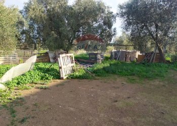 Giardino - Casa indipendente Aprilia - foto 16