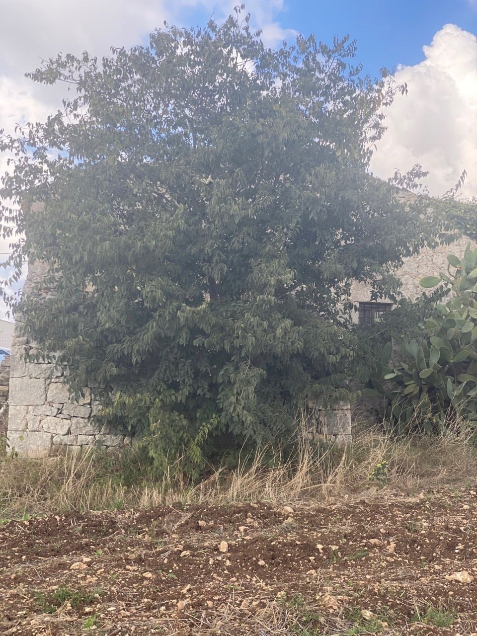 IMG_1068.jpg - Rustic Via Vanella 165, Modica - photo 2