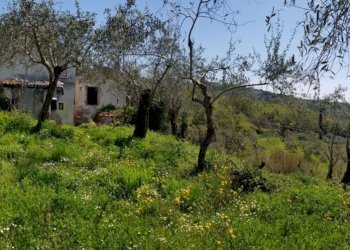 IMG-20180419-WA0049.jpg - Rustic Fosdinovo - photo 14