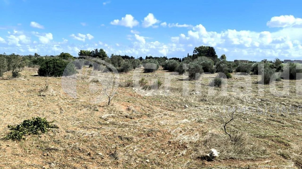 imgviewer (3).jpg - Agricultural land Strada Statale 274, Gallipoli - photo 3