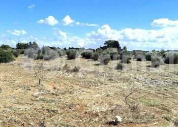 imgviewer (1).jpg - Agricultural land Strada Statale 274, Gallipoli - photo 1