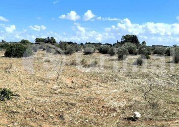 imgviewer (3).jpg - Agricultural land Strada Statale 274, Gallipoli - photo 3