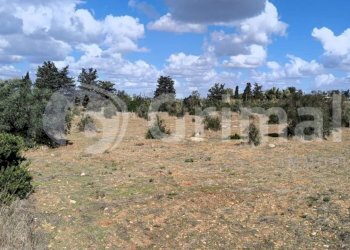 imgviewer (4).jpg - Agricultural land Strada Statale 274, Gallipoli - photo 4