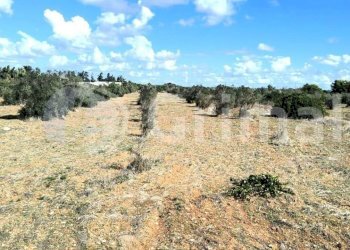 imgviewer.jpg - Agricultural land Strada Statale 274, Gallipoli - photo 6