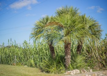 Villa Via Bucine, snc 
 San Giovanni, Portoferraio - foto 81