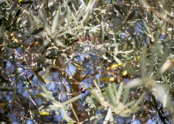 Villa Via Bucine, snc 
 San Giovanni, Portoferraio - foto 82