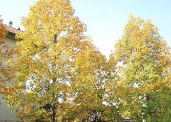 Foto 30 - Trilocale Via Redipuglia
 
20, Canegrate - foto 30