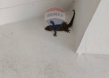 Dettagli - Rustico C.da Serra Pizzuta
 
19, Nicolosi - foto 14