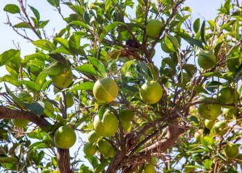 Dettagli - Villa Via Tamigi
 
20, Catania - foto 48