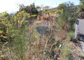 Giardino - Terreno edificabile Via Scorciavacca Montarsi
98, Mascali - foto 21