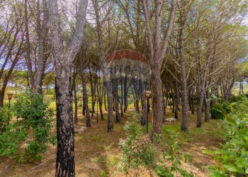 Giardino - Villa Via San Domenico
 
4/A, Martina Franca - foto 3