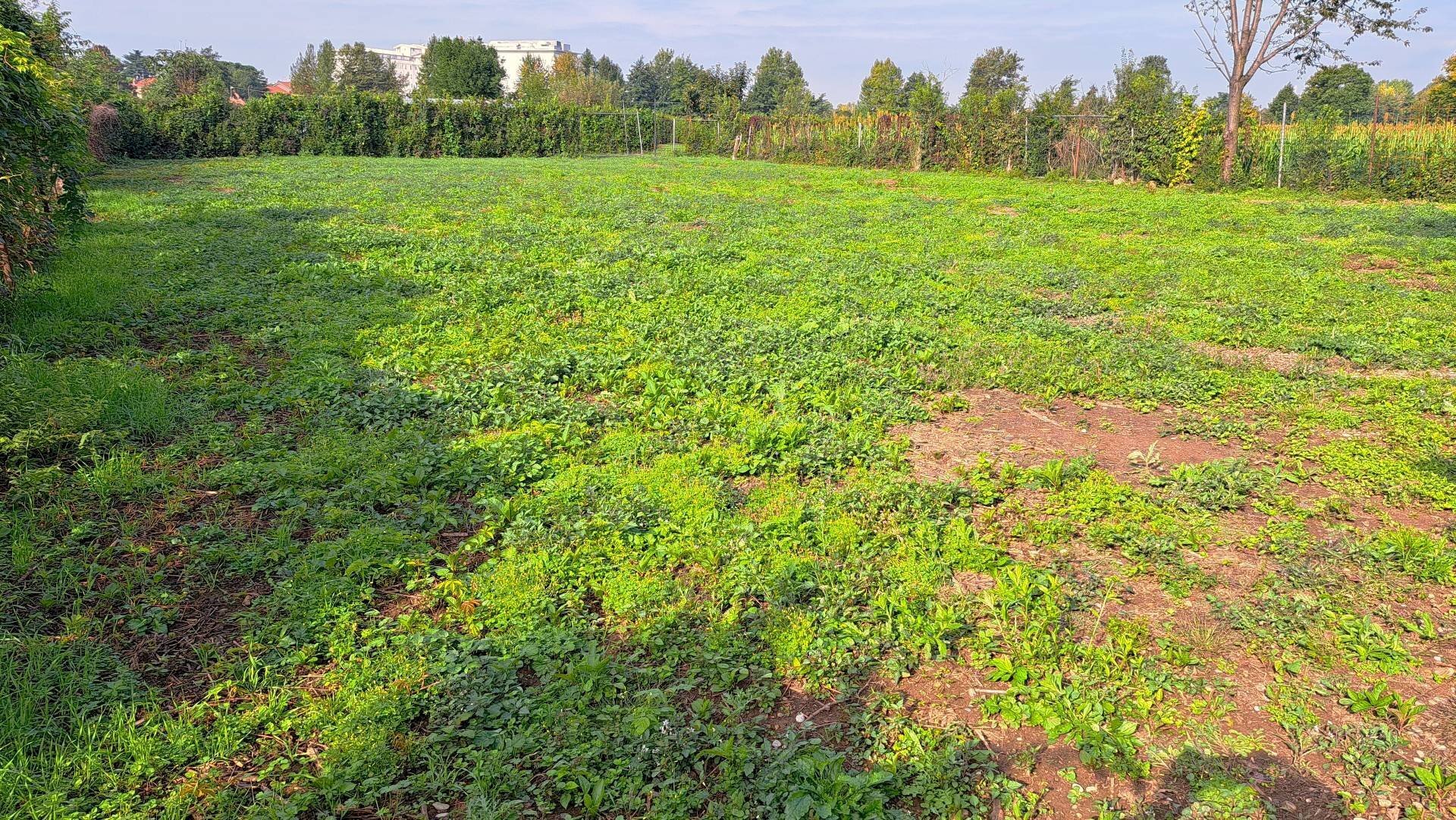 Foto 3 - Terreno agricolo Via Alessandro Volta
snc, Osio Sotto - foto 3