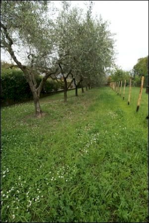 TERRENO - Agricultural land Ameglia - photo 1