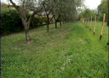 TERRENO - Terreno agricolo Ameglia - foto 1