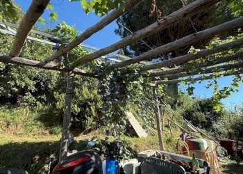 giardino - Villa Celle Ligure - foto 17