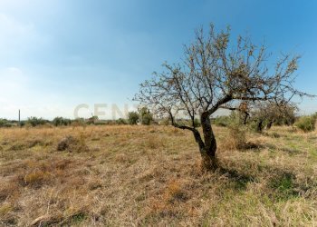 Terreno Motta S.A (11).jpg - Terreno agricolo Via Margarone 5, Motta Sant'Anastasia - foto 1
