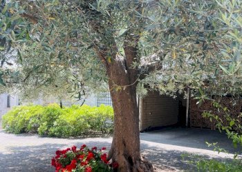 IMG_2103.jpeg - Villa Coppo, Sirolo - foto 29