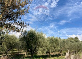 Giardino - Rustico Contrada  Giuprino, Felitto - foto 11