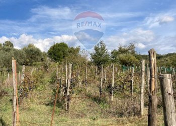 Giardino - Rustico Contrada  Giuprino, Felitto - foto 12