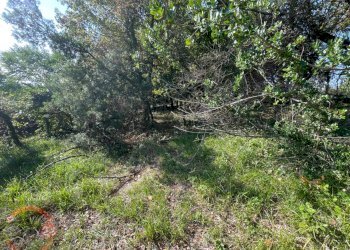 Foto 60 - Villa Via Foresta Primo tratto, Sezze - foto 60