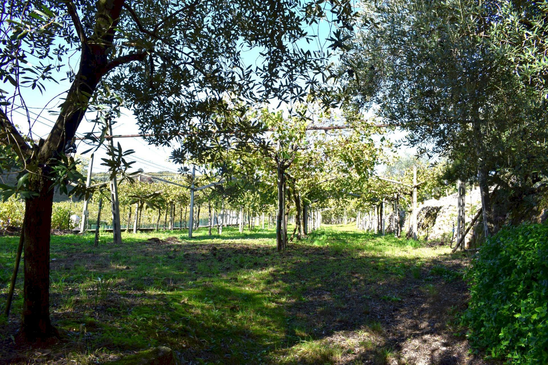 Foto 6 - Terreno edificabile Sant'Ambrogio di Valpolicella - foto 3