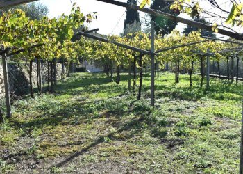 Foto 8 - Terreno edificabile Sant'Ambrogio di Valpolicella - foto 5