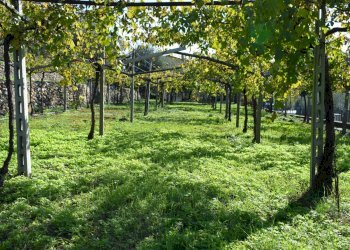 Foto 9 - Terreno edificabile Sant'Ambrogio di Valpolicella - foto 6