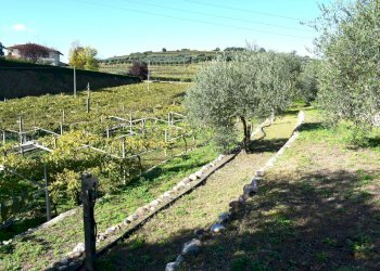 Foto 11 - Terreno edificabile Sant'Ambrogio di Valpolicella - foto 8