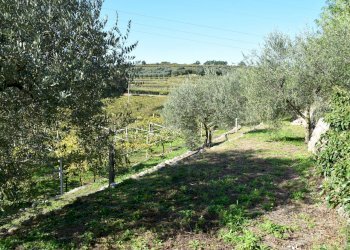 Foto 13 - Terreno edificabile Sant'Ambrogio di Valpolicella - foto 10