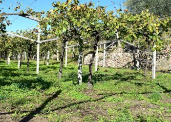 Foto 15 - Terreno edificabile Sant'Ambrogio di Valpolicella - foto 12