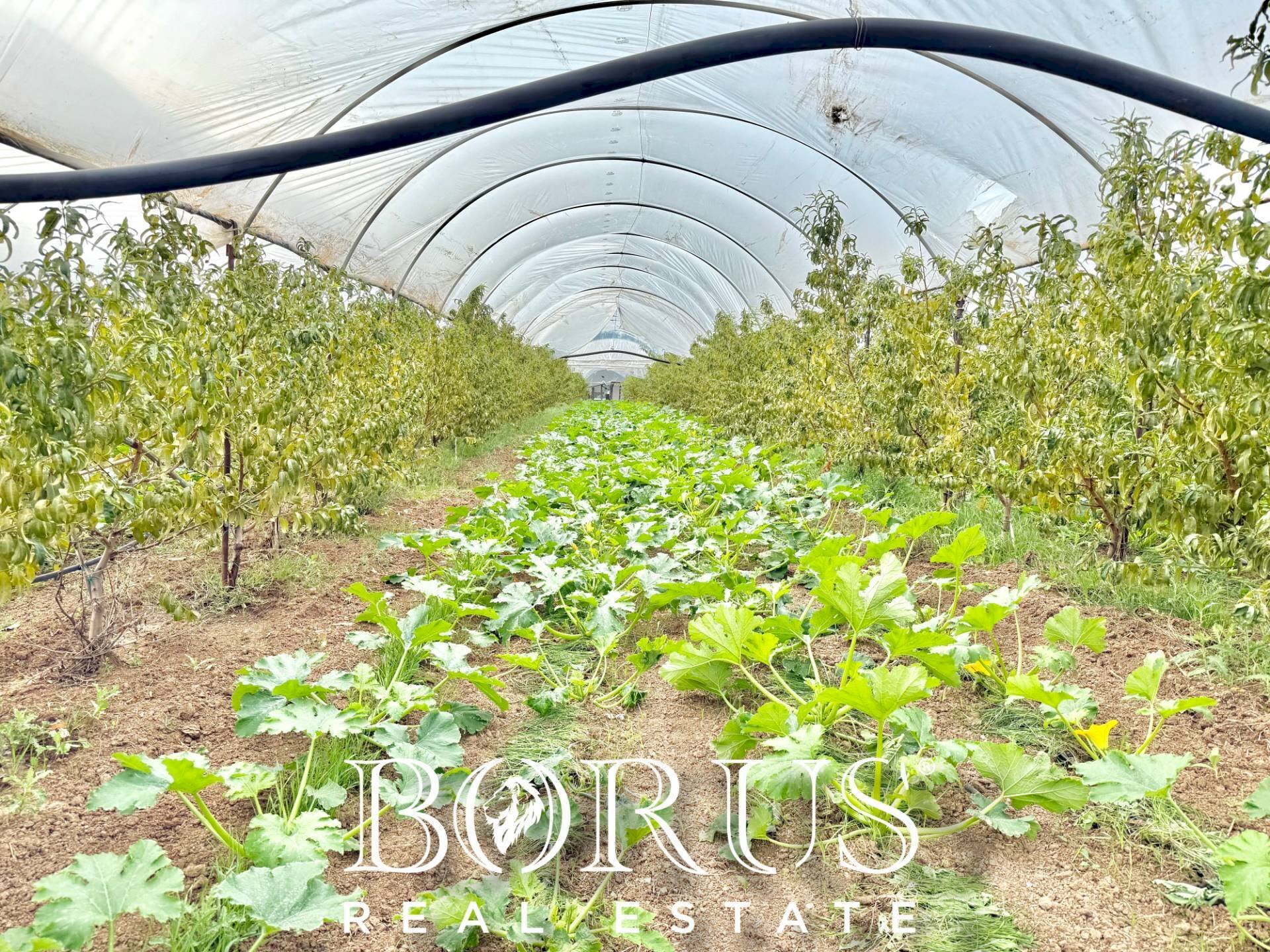 Foto 1 - Azienda agricola Santa Maria la Piana, Sessa Aurunca - foto 1