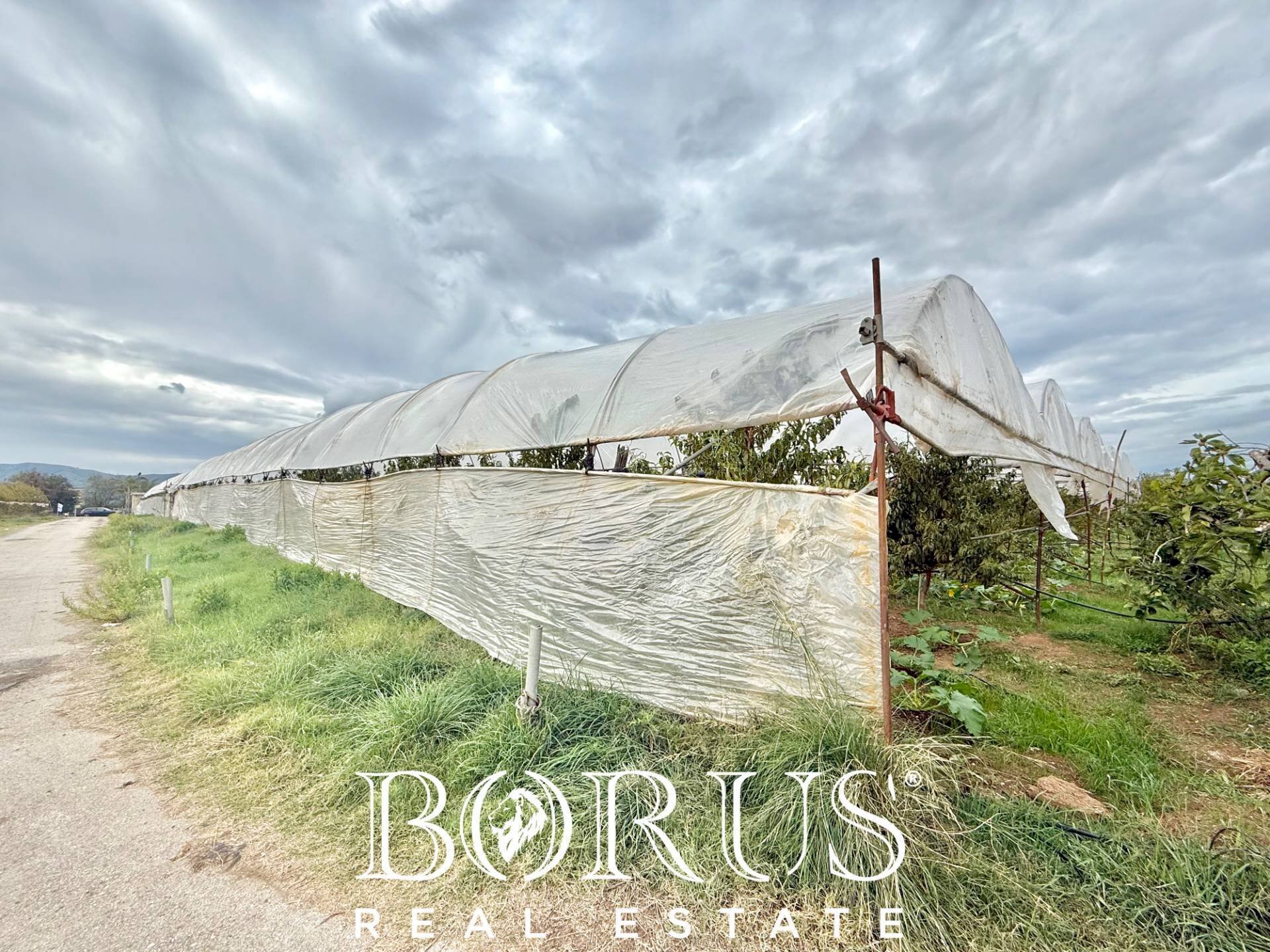 Foto 2 - Azienda agricola Santa Maria la Piana, Sessa Aurunca - foto 2