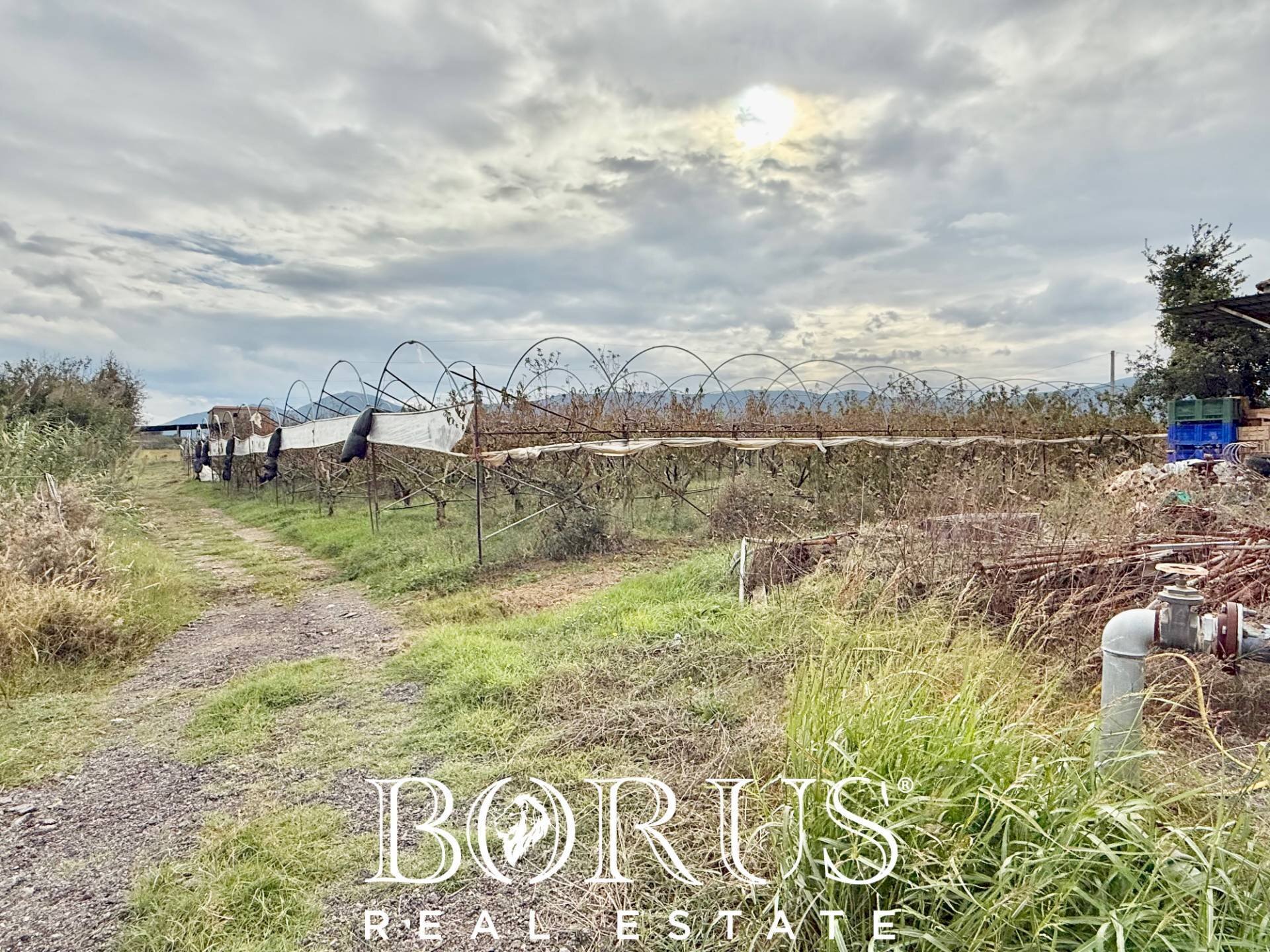 Foto 3 - Azienda agricola Santa Maria la Piana, Sessa Aurunca - foto 3