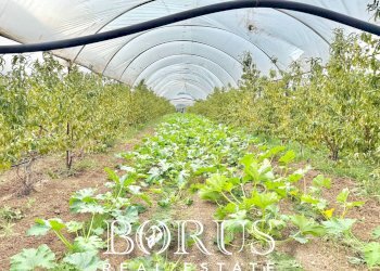 Foto 1 - Azienda agricola Santa Maria la Piana, Sessa Aurunca - foto 1