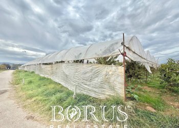 Foto 2 - Azienda agricola Santa Maria la Piana, Sessa Aurunca - foto 2