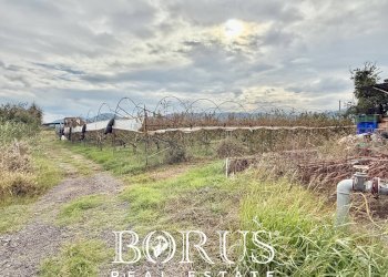 Foto 3 - Azienda agricola Santa Maria la Piana, Sessa Aurunca - foto 3